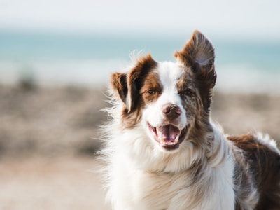 Happy dogs enjoying companionship and a loving home
