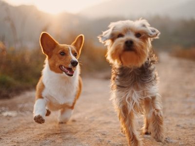 Pet owners caring for their pets in a loving community